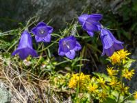 Gruppe von Scheuchzers Glockenblumen - Klammljoch Wanderung